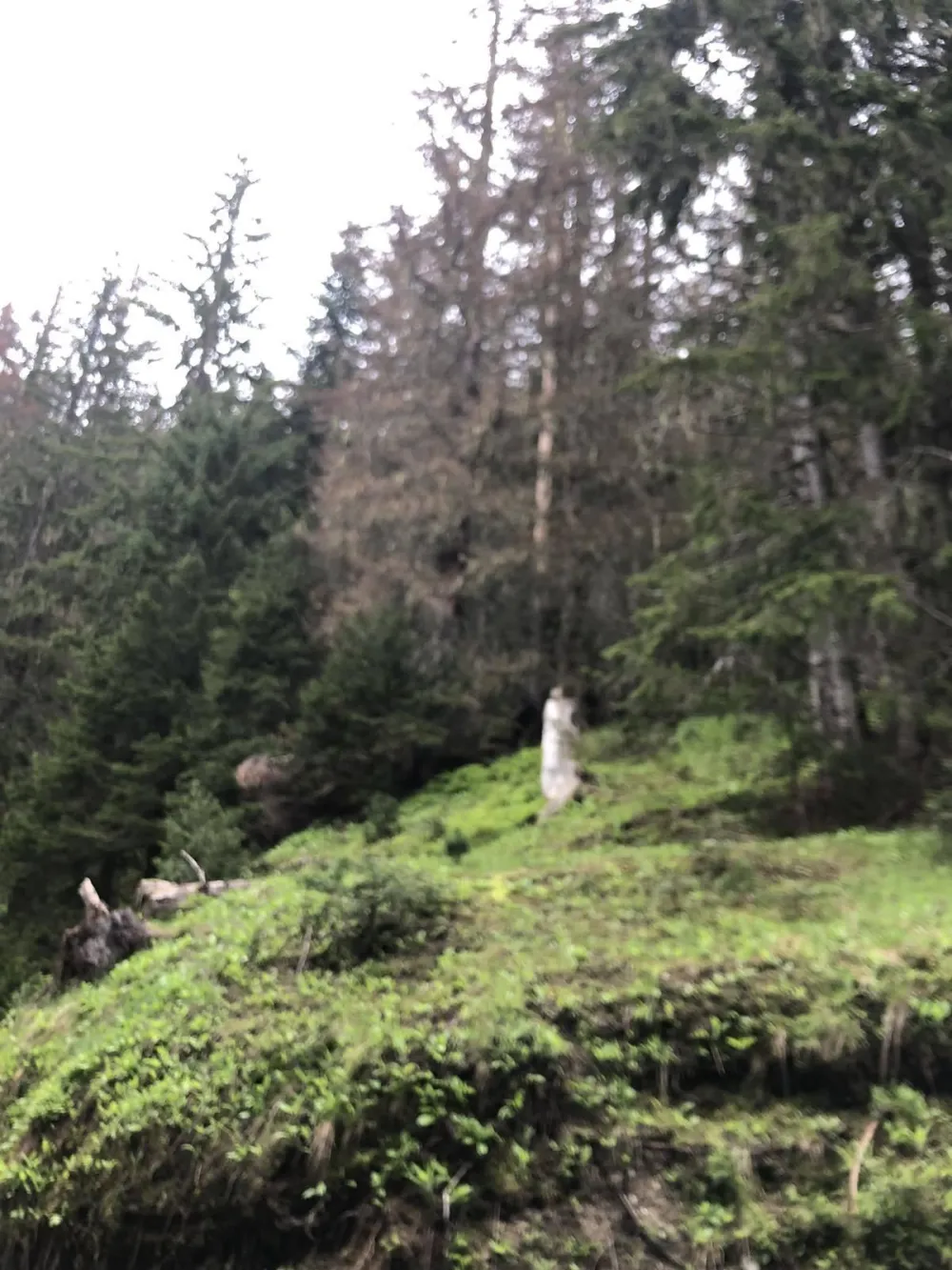 Zbog potkornjaka u NP Prokletije na sceni ekolo&scaron;ki genocid