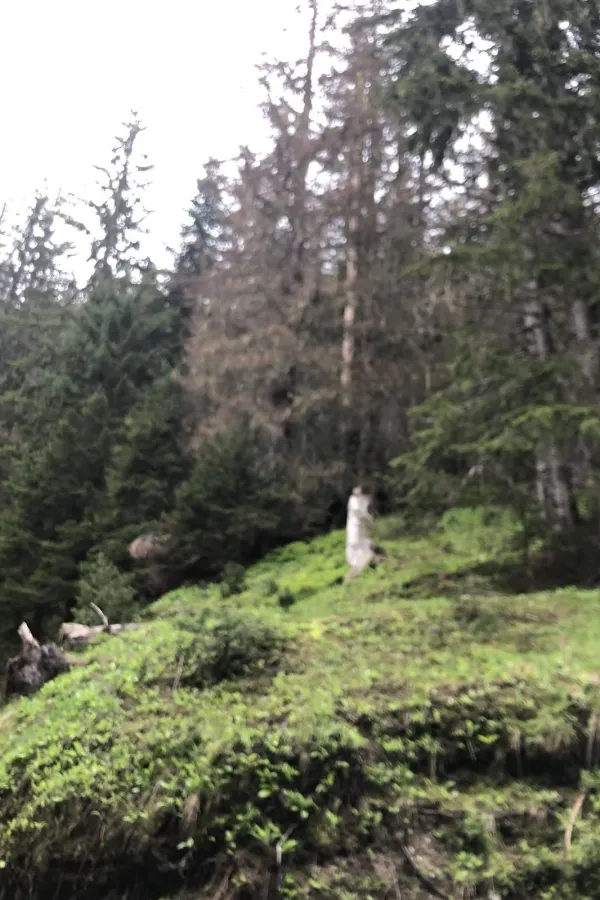 Zbog potkornjaka u NP Prokletije na sceni ekolo&scaron;ki genocid