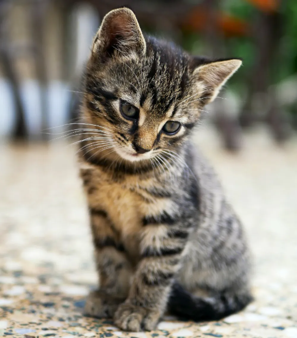 &Scaron;ta položaj mačjeg repa govori o njenom raspoloženju?