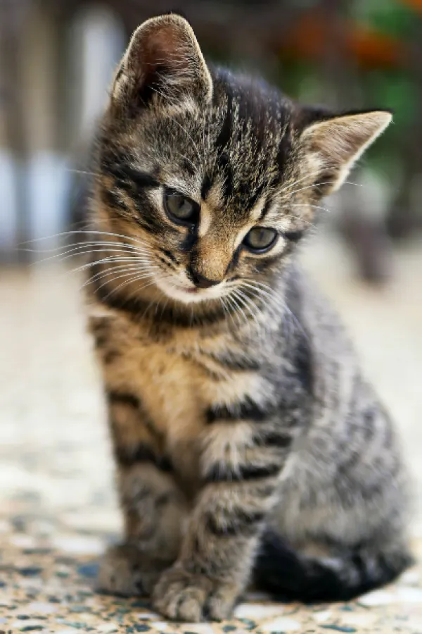 &Scaron;ta položaj mačjeg repa govori o njenom raspoloženju?