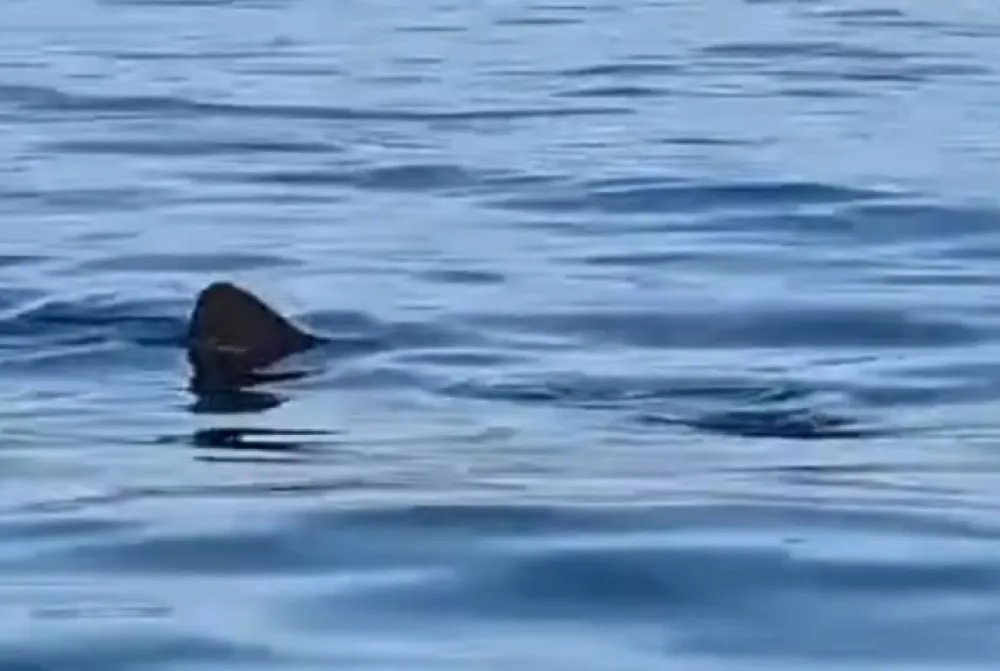 Istra: Uz obalu snimljena druga najveća riba na svijetu