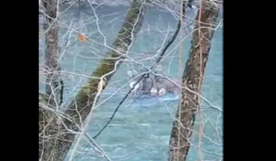 (VIDEO) NP Biogradska gora: Rije&scaron;iti problem upada pasa lutalica, ko&scaron;ute spas potražile u Tari