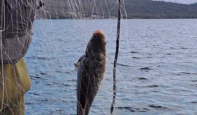 Na jezeru Krupac zaplijenjena mreža duga 300 metara puna ribe