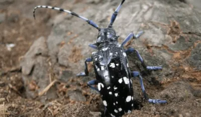 Opasnost od pojave kineske strižibube