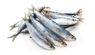 Sardine najzdravije za mozak