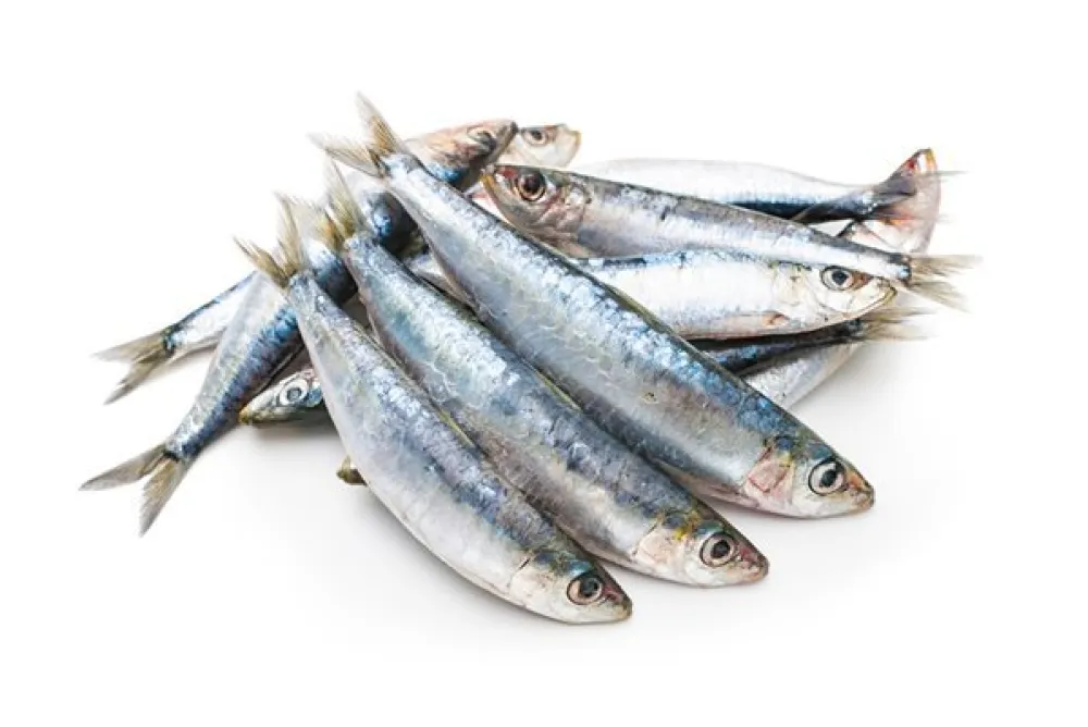Sardine najzdravije za mozak