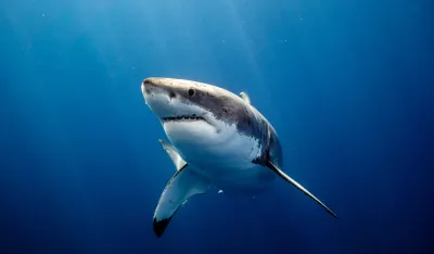 Napad ajkule u egipatskom ljetovali&scaron;tu: Jedan turista je ubijen, a drugi povrijeđen