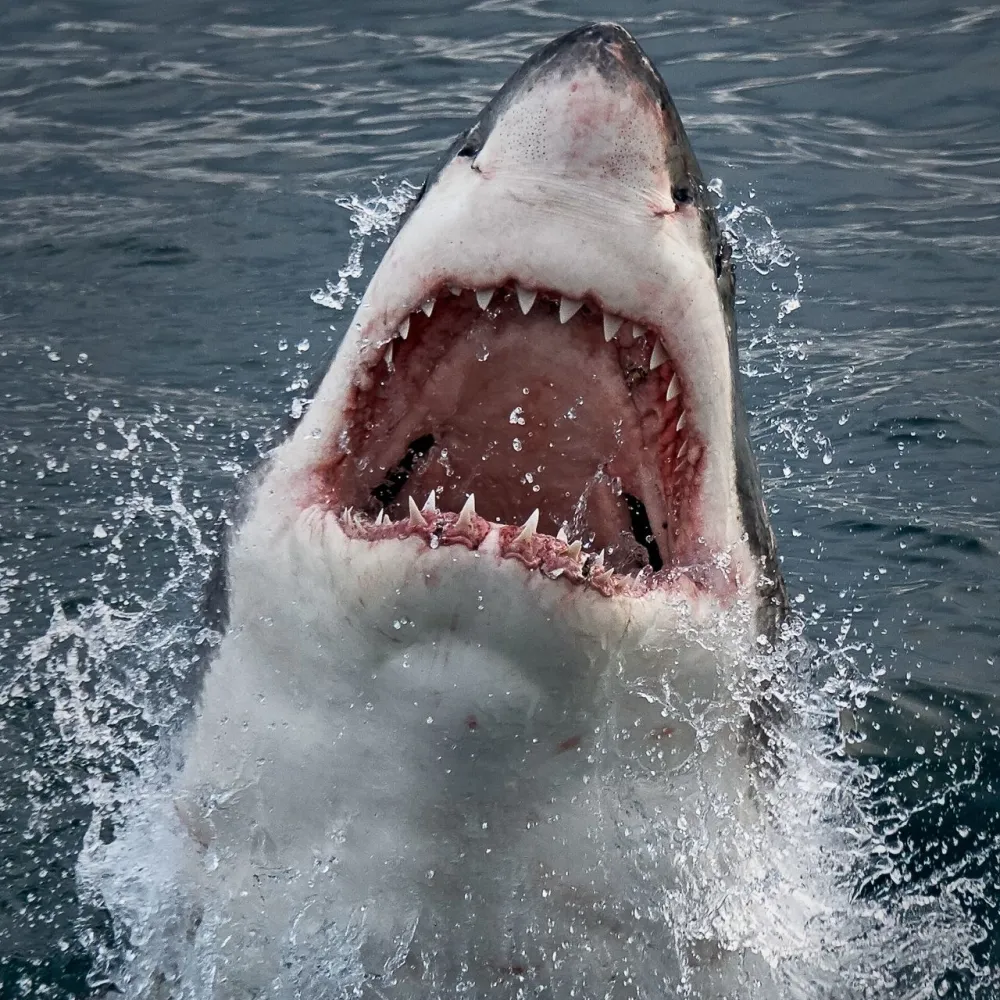 Italijanski diplomata žrtva&nbsp;napada ajkule u Egiptu