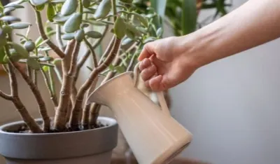 Kako zaliti drvo novca u hladnoj sezoni?