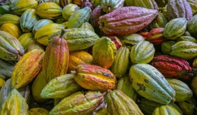 Skočile cijene kakaoa