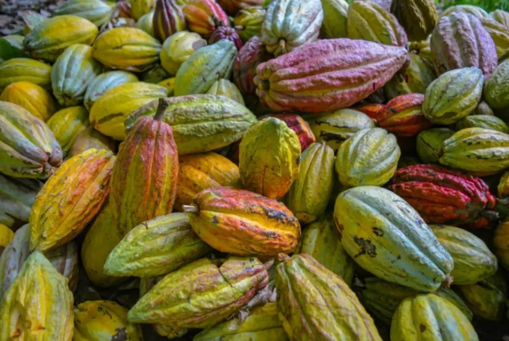 Skočile cijene kakaoa