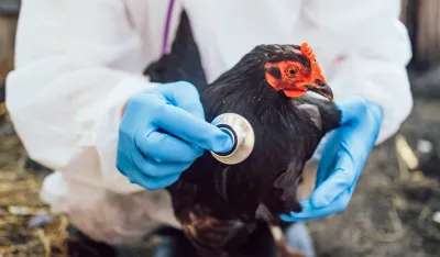 Luizijana prijavila prvi smrtni slučaj u SAD povezan sa ptičjim gripom