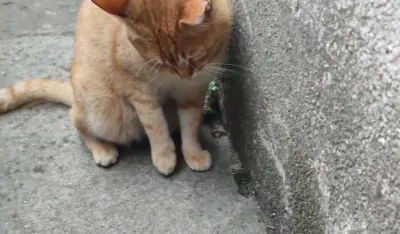 Igra mačke i mi&scaron;a