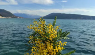 Herceg Novi zove na 56. Praznik mimoze &ndash; fe&scaron;ta počinje!