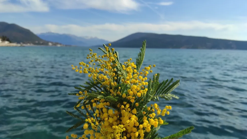 Herceg Novi zove na 56. Praznik mimoze &ndash; fe&scaron;ta počinje!