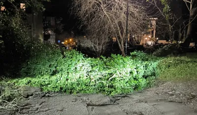 Podgorica: Vjetar oborio jo&scaron; jedno drvo