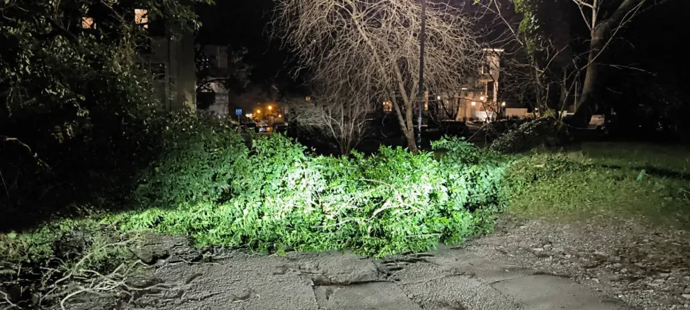 Podgorica: Vjetar oborio jo&scaron; jedno drvo