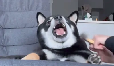 Pas nasmijao milione reakcijom na četkanje