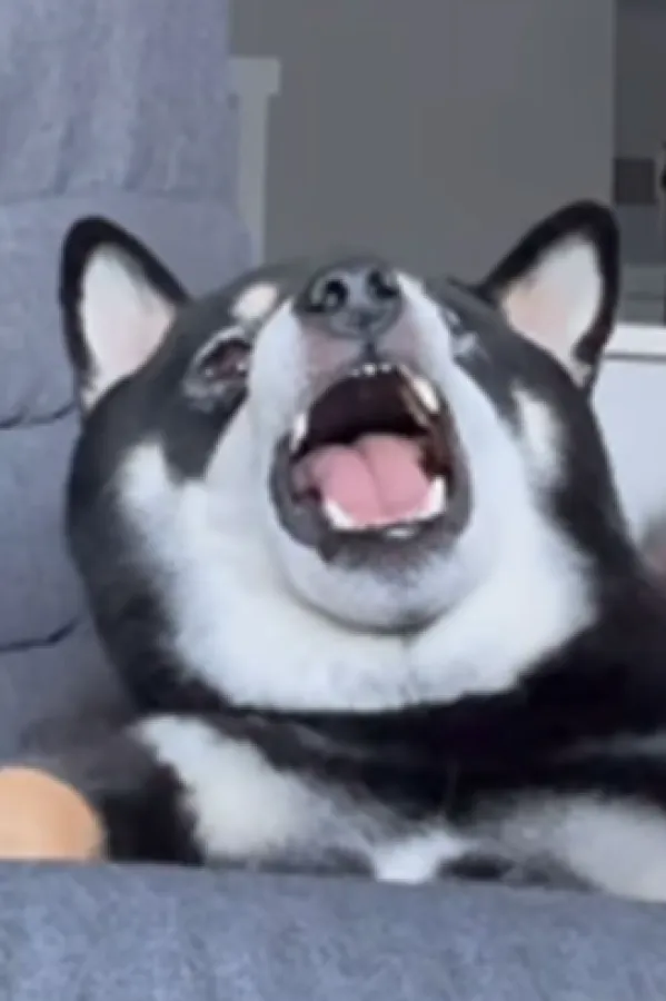 Pas nasmijao milione reakcijom na četkanje