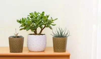 Biljke koje donose sreću u 2025.