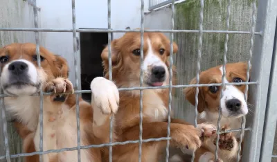 Psima nije mjesto u azilu