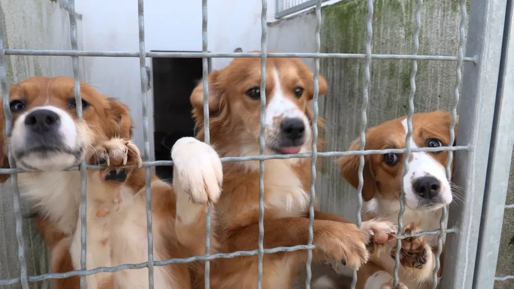 Psima nije mjesto u azilu