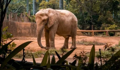 Slonovi ne mogu pokrenuti postupak oslobađanja