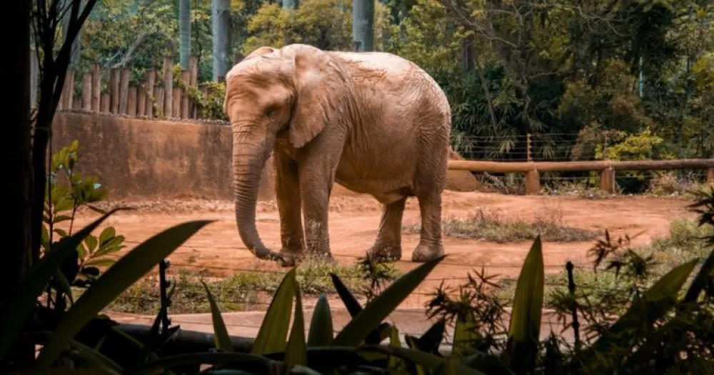 Slonovi ne mogu pokrenuti postupak oslobađanja