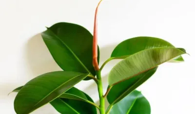 Savjeti za fikus: Evo kako ga održavati