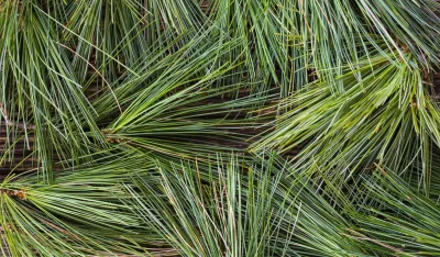 Borove iglice čine čuda za pluća: Evo kako da pripremite sirup