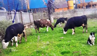 Lopovi vratili kravu