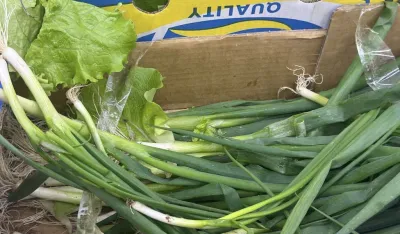 ​Kilogram mladog luka pet eura