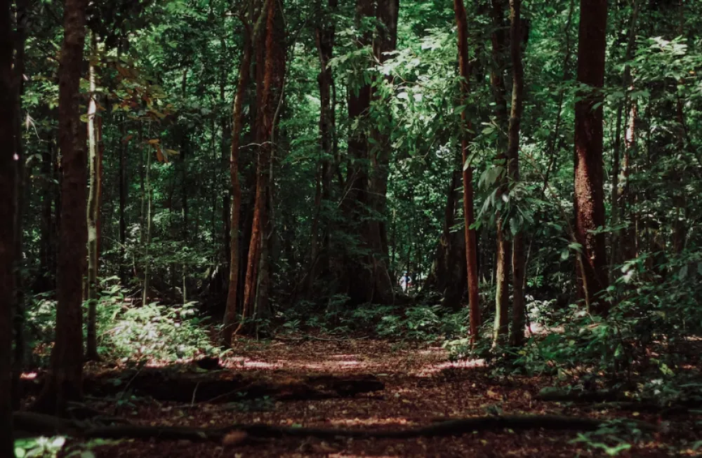  Sindikat zaposlenih u Upravi za gazdovanje &scaron;umama i lovi&scaron;tima: Vlada i Skup&scaron;tina da odlože primjenu Zakona o &scaron;umama