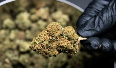 Uhap&scaron;ena osoba kod koje je pronađena marihuana u Pljevljima