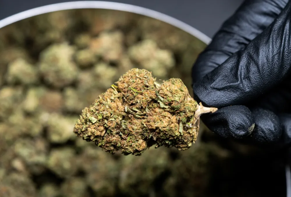 Uhap&scaron;ena osoba kod koje je pronađena marihuana u Pljevljima