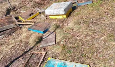 Medvjedi upadaju u pčelinjake i lome ko&scaron;nice