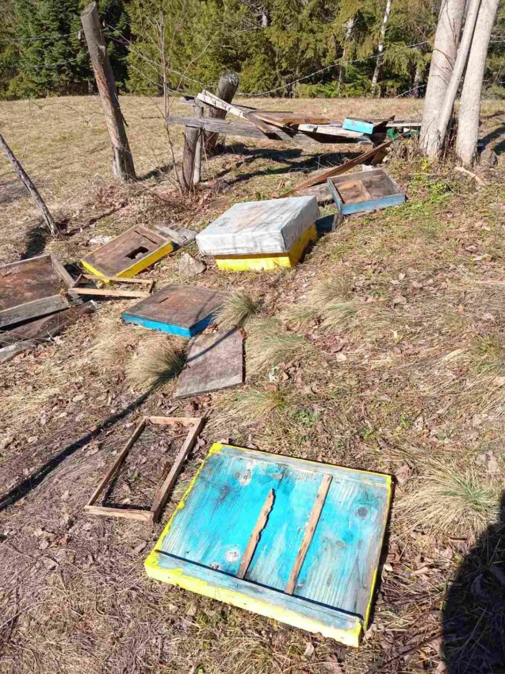 Medvjedi upadaju u pčelinjake i lome ko&scaron;nice