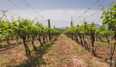 Za sada niko od proizvođača vina nije zainteresovan za nižu akcizu