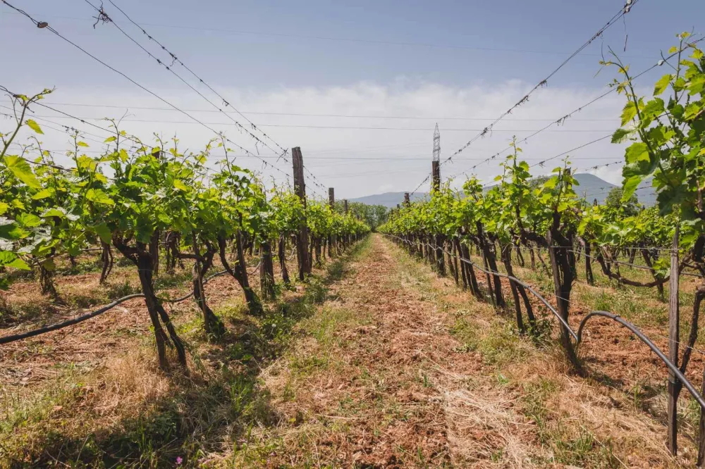 Za sada niko od proizvođača vina nije zainteresovan za nižu akcizu