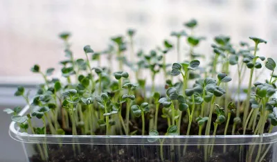 Ovo povrće sadrži &scaron;est puta vi&scaron;e vitamina C od narandže