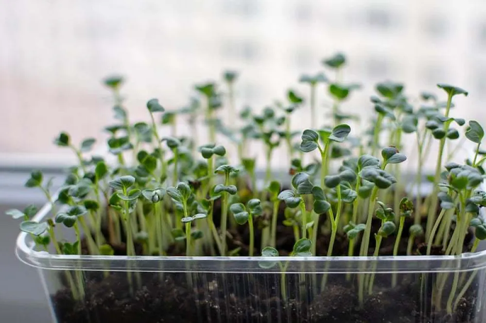 Ovo povrće sadrži &scaron;est puta vi&scaron;e vitamina C od narandže