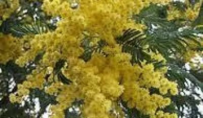 Sjutra pretežno sunčano, do 16 stepeni