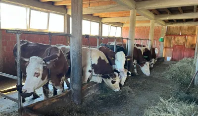 Bez organizovanog otkupa mlijeka već 20 godina