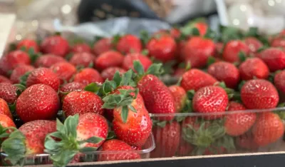 Kilogram jagoda deset eura