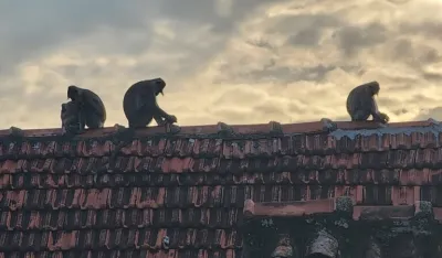 Majmuni izazvali haos na &Scaron;ri Lanci