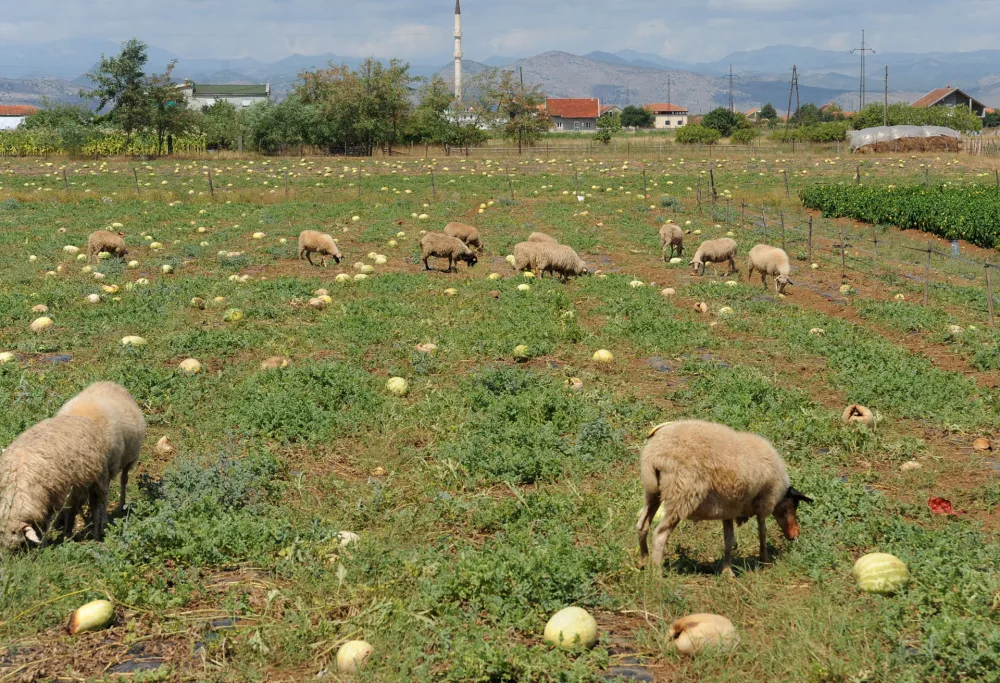 Tuzi imaju 250 stočara, Op&scaron;tina agrobudžetom poljoprivrednicima izdvaja 608.500 eura