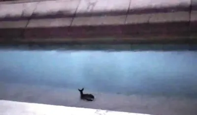 Srna u kanalu HE Perućica