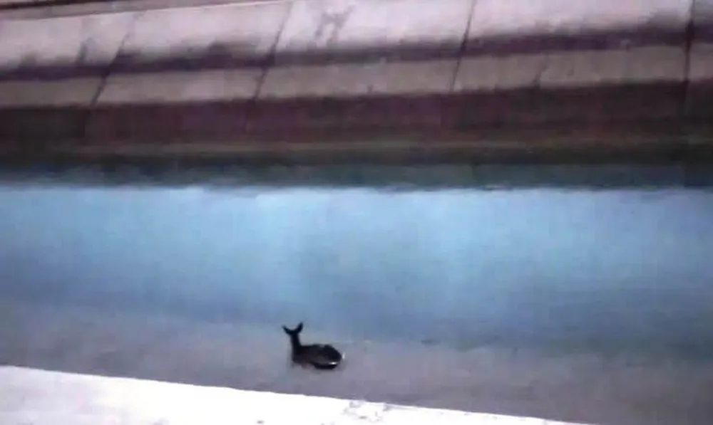 Srna u kanalu HE Perućica