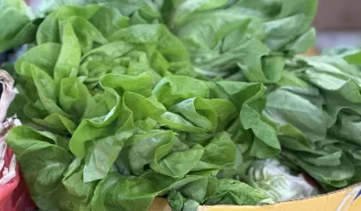 Kilogram salate ko&scaron;ta dva eura