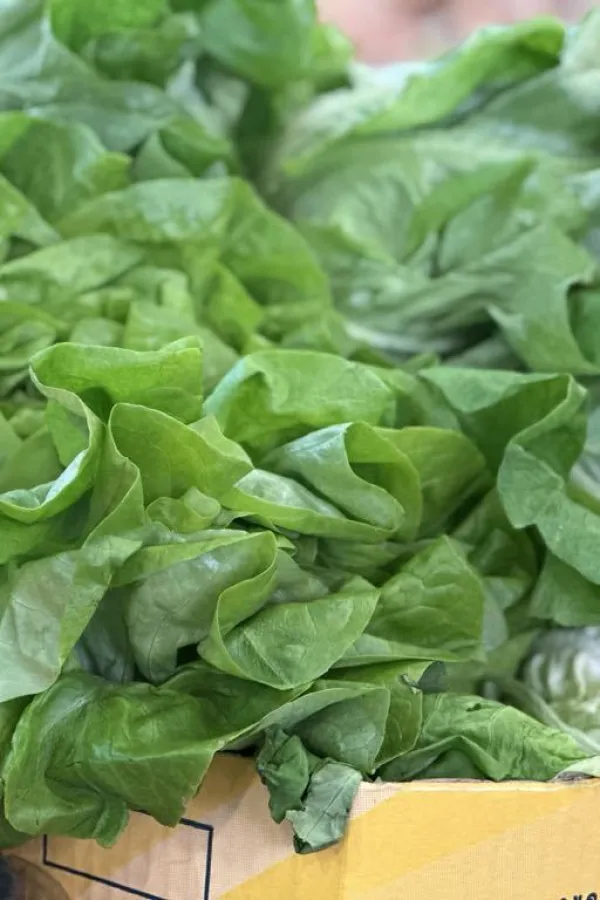 Kilogram salate ko&scaron;ta dva eura